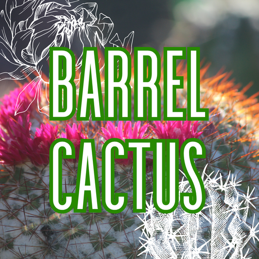 Barrel Cactus