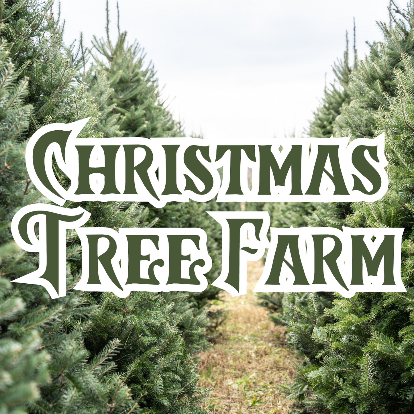 Christmas Tree Farm